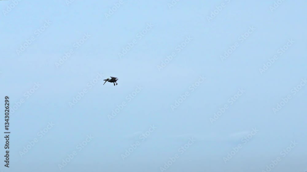 hand-held tracking shot of a pelican diving and hunting for food in the Pacific Ocean hand-held tracking shot of a pelican diving and hunting for food in the Pacific Ocean