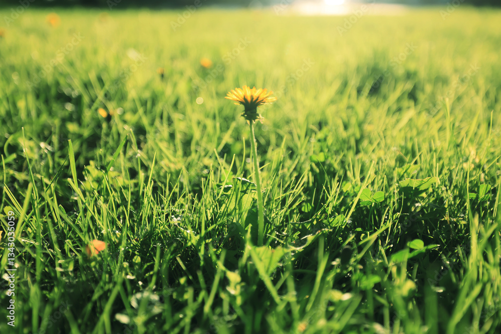 Naklejka premium Spring green grass background, backdrop nature lawn