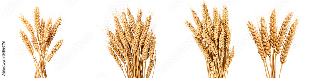 Closeup of numerous golden wheat stalks bundled together signaling a successful grain harvest in the agricultural field Closeup of numerous golden wheat stalks bundled together signaling a successful grain harvest in the agricultural field