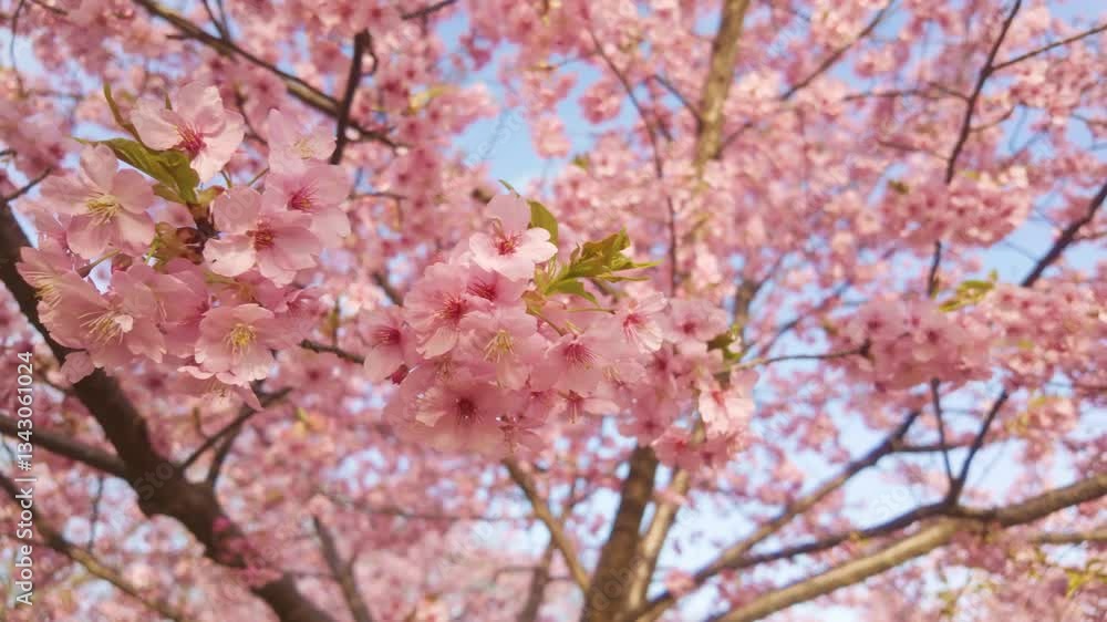 下から見上げる桜と美しい雲 下から見上げる桜と美しい雲