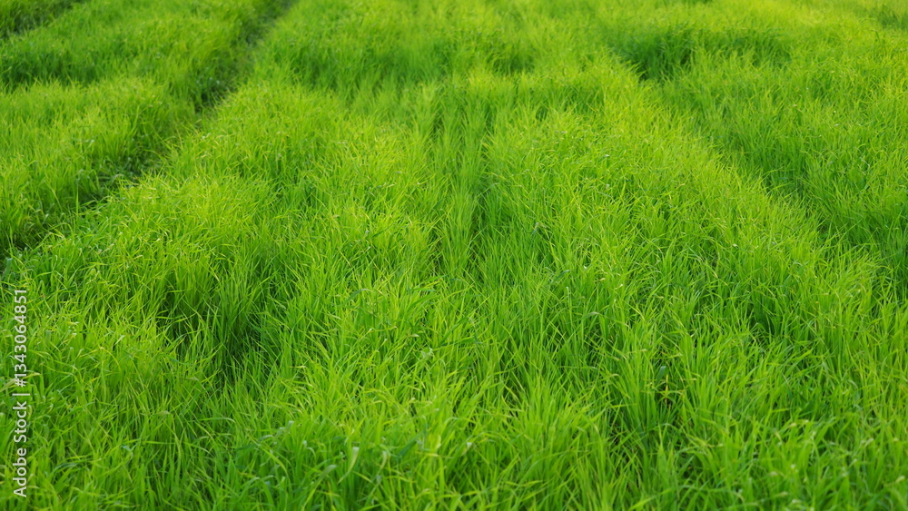 2025 Spring Moving through the field, strips, Slowly green young fresh field with neat, under a bright, sunny sky, green rows stretching into the horizon. 2025 Spring Moving through the field, strips, Slowly green young fresh field with neat, under a bright, sunny sky, green rows stretching into the horizon.