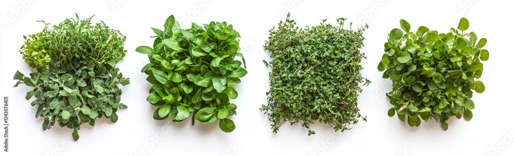 Obraz premium Fresh, Vibrant Herbs