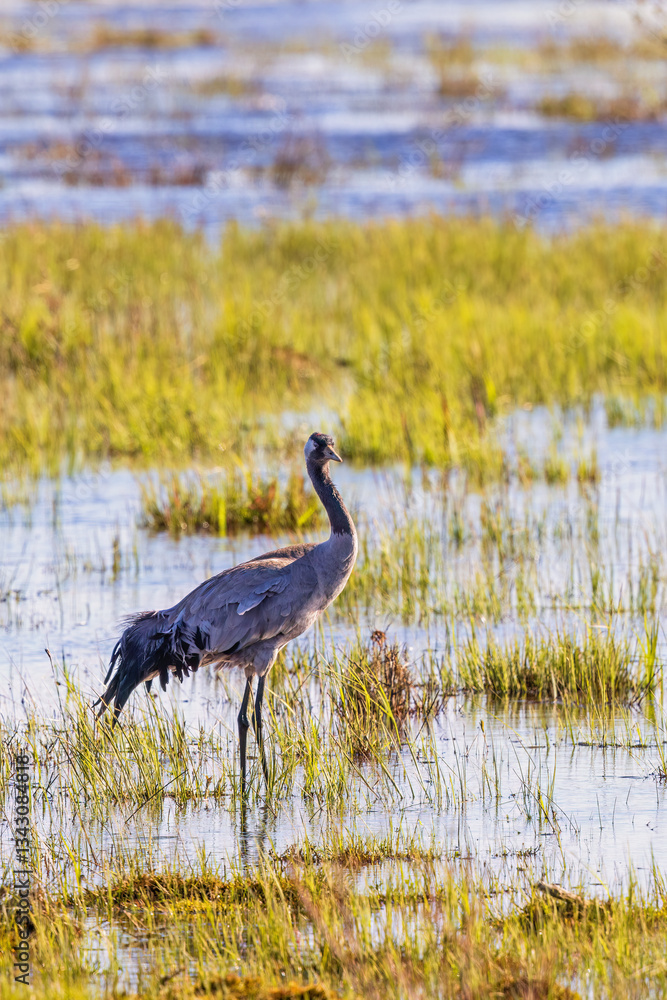Fototapeta premium Beautiful Crane on a wet meadow a sunny spring day