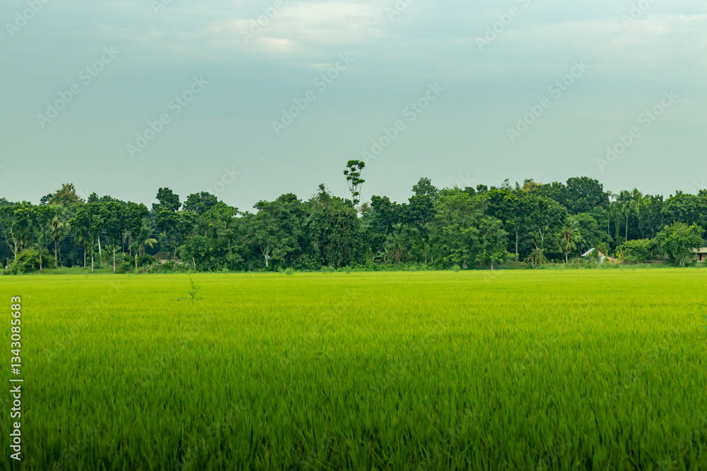 Obraz premium A wide green paddy field stretches across the land, beauty of nature
