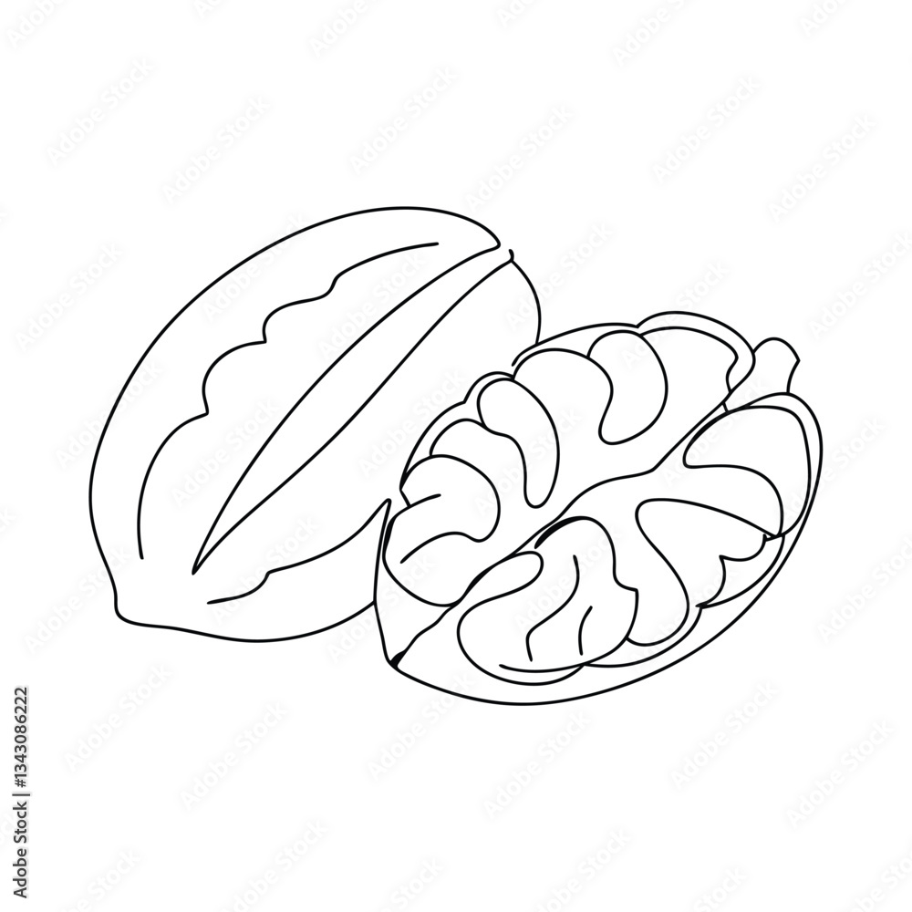 Fototapeta premium Walnut illustration, singleline drawing, whole and halved nut