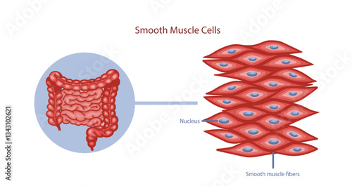 Smooth muscle cells