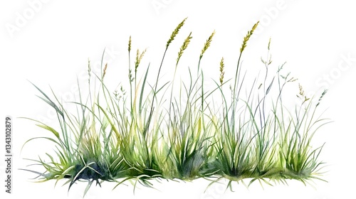 An artistic watercolor depiction of growing grass and seed heads