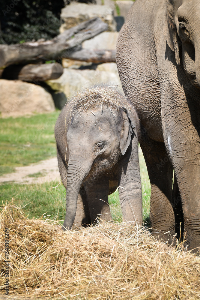 Fototapeta premium Portrait of boy indian elephant in zoo. He is so big, he is walking in his habitat.