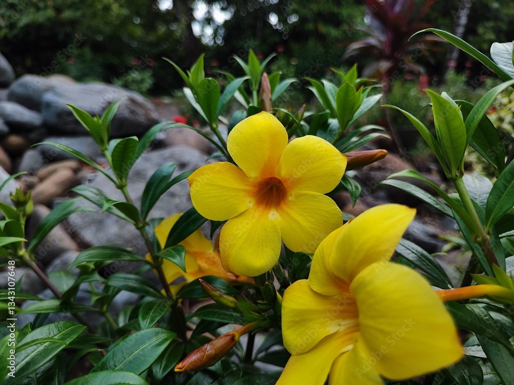 nature's sunshine in a bloom nature's sunshine in a bloom