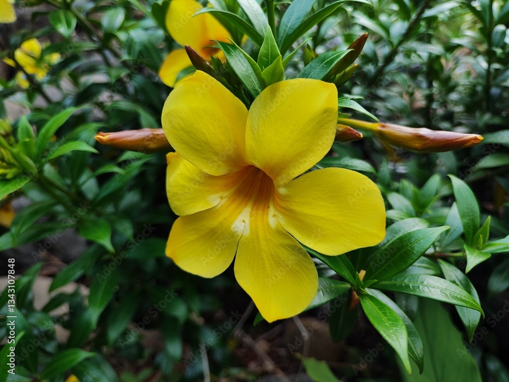 Obraz premium a close up of allamanda in the garden