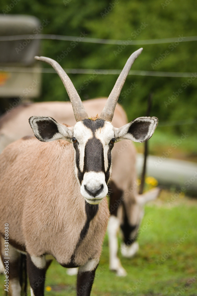 The Gemsbok is walking around its enclosure on safari. Free-roaming animals in the safari park. The Gemsbok is walking around its enclosure on safari. Free-roaming animals in the safari park.