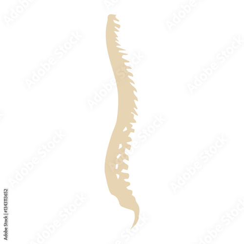 Spine lateral colored icon