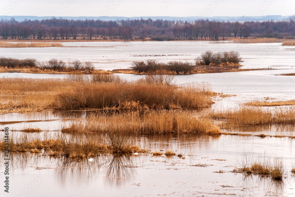 Wiosenne rozlewiska rzeki Biebrzy, Podlasie, Polska