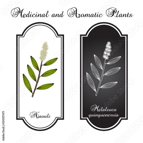 Niaouli, or broad-leaved paperbark, or paper bark tea tree (Melaleuca quinquenervia), medicinal plant. Hand drawn botanical vector illustration