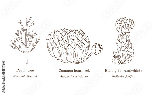 Collection of edible and medicinal plants. Hand drawn botanical vector illustration