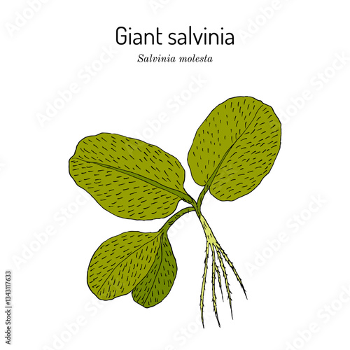 Giant salvinia, or kariba weed (Salvinia molesta), aquatic plant. Hand drawn botanical vector illustration