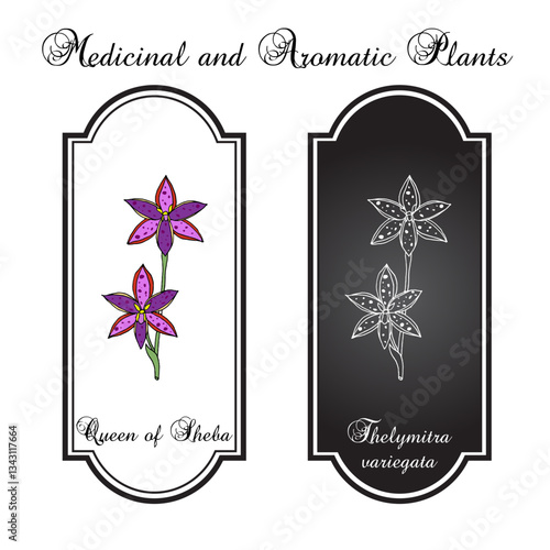 Queen of Sheba (Thelymitra variegata), australian ornamental plant. Hand drawn botanical vector illustration