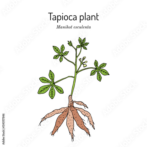 Manioc, or tapioca, or cassava (Manihot esculenta), edible and medicinal plant. Hand drawn botanical vector illustration