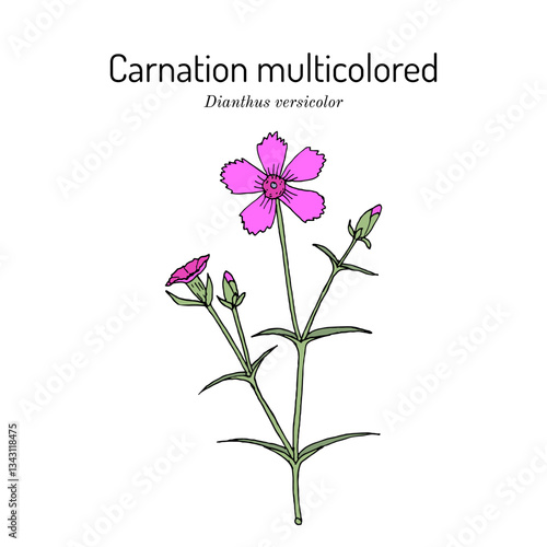 Carnation multicolored (dianthus versicolor), medicinal and ornamental plant. Hand drawn botanical vector illustration