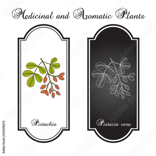 Pistachio (Pistacia vera), edible and medicinal plant. Hand drawn botanical vector illustration