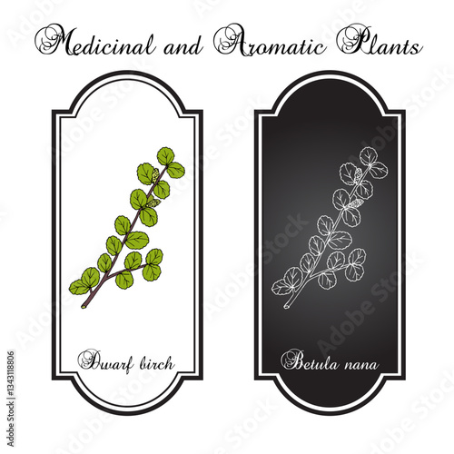 Dwarf Birch (Betula nana), medicinal plant. Hand drawn botanical vector illustration