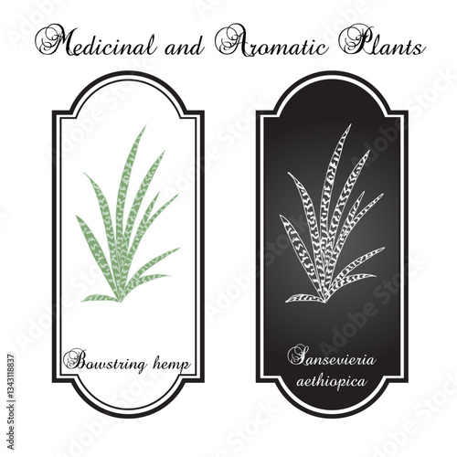 Bowstring Hemp (Sanseviera aethiopica), ornamental and medicinal plant. Hand drawn botanical vector illustration