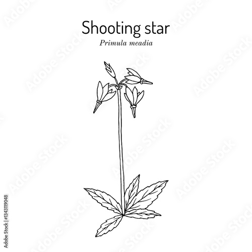 Shooting star, or American cowslip (Primula meadia), ornamental plant. Hand drawn botanical vector illustration