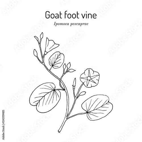 Goats foot vine or beach morning glory (Ipomoea pes-caprae), medicinal plant. Hand drawn botanical vector illustration