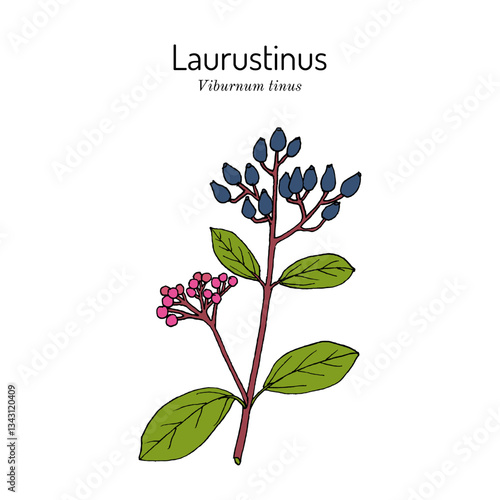 Laurustinus, laurustine or laurestine (Viburnum tinus), medicinal and ornamental plant. Hand drawn botanical vector illustration