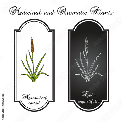 Narrowleaf cattail, or Small Reed Mace (Typha angustifolia), edible and medicinal plant. Hand drawn botanical vector illustration