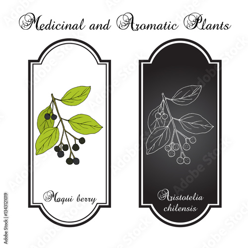 Maqui berry or Chilean wineberry (Aristotelia chilensis), edible and medicinal plant. Hand drawn botanical vector illustration