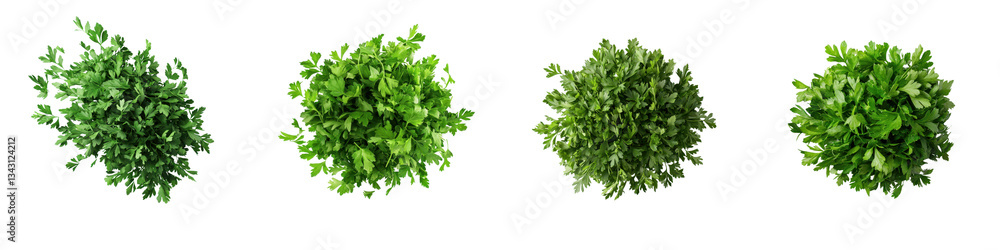 Collection of green healthy plants with abundant leaves and vibrant textures showcasing the natural beauty and thriving growth of diverse flora in a natural outdoor environment Collection of green healthy plants with abundant leaves and vibrant textures showcasing the natural beauty and thriving growth of diverse flora in a natural outdoor environment