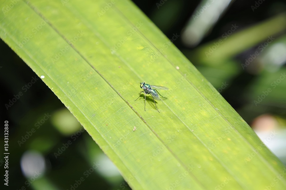 Metalic Green Fly Resting on a leaf Metalic Green Fly Resting on a leaf