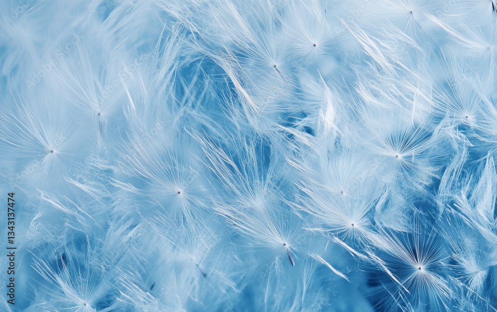 Close-up of Dandelion Seeds in Blue Tones, Abstract Nature Background, Macro Photography Close-up of Dandelion Seeds in Blue Tones, Abstract Nature Background, Macro Photography