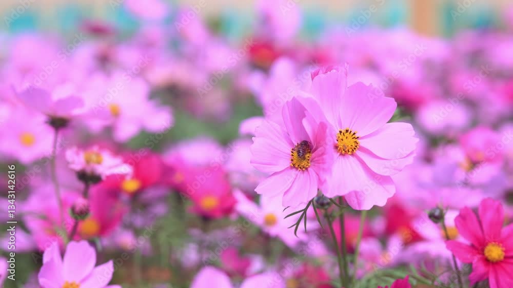 4k Video of Gerbera Flowers Swaying in the Gentle Spring Breeze in a Vibrant Garden Setting 4k Video of Gerbera Flowers Swaying in the Gentle Spring Breeze in a Vibrant Garden Setting