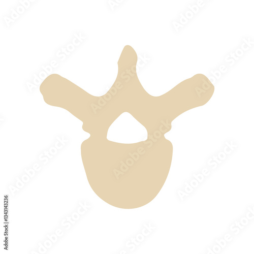 thoracic vertebra colored icon