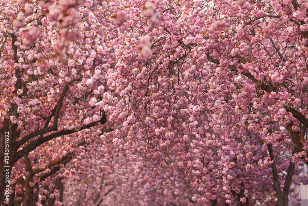 Kirschblüte in Bonner Altstadt. Japanische Kirschblüten Allee. Kirschblüte in Bonner Altstadt. Japanische Kirschblüten Allee.
