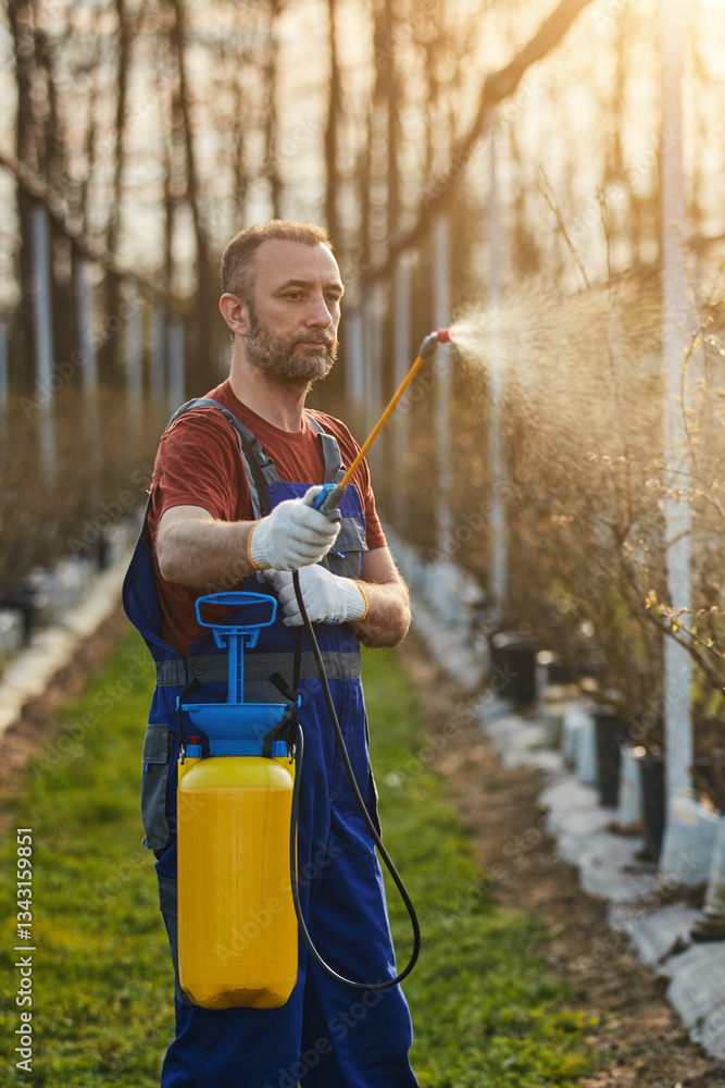 Farmer using pesticide, insecticide and herbicide sprayer sprinkler in an blueberries farm outdoors in springtime, before blooming.