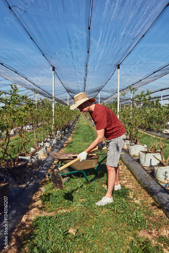 Obraz na płótnie A male gardener with hat working with hoe in a blueberries organic farm. w salonie
