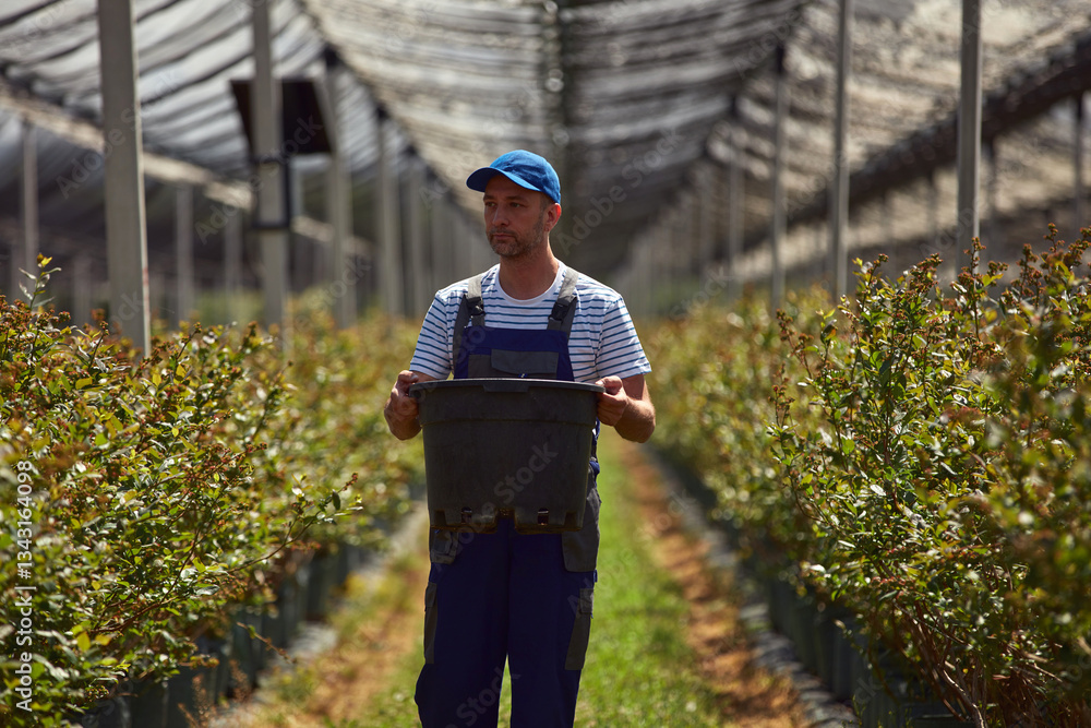 Male farmer carefully examines blueberries plants, indicating the start of the spring season in an blueberries organic farm.