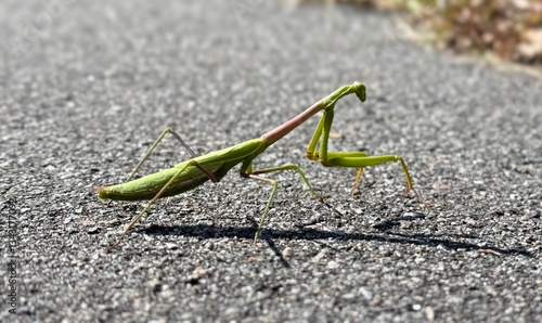Wallpaper Mural green praying mantis Torontodigital.ca