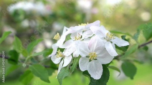 Apple tree blossom close-up. Apple tree branch, white apple flower on natural colorful background.	