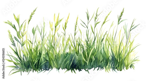 Watercolor depiction of vibrant green grass and various plant life
