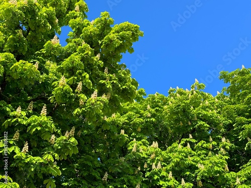 Spring blossom of horse chestnut tree aesculus hippocastanum.
