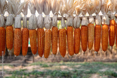 Corn fields for animal feed of Thai farmers