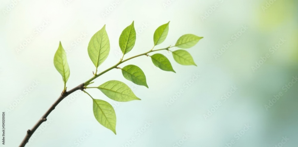 Obraz premium Delicate branch with leaves on white background, trees, minimalist