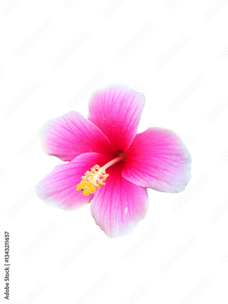 Hibiscus flower isolated on white background Hibiscus flower isolated on white background