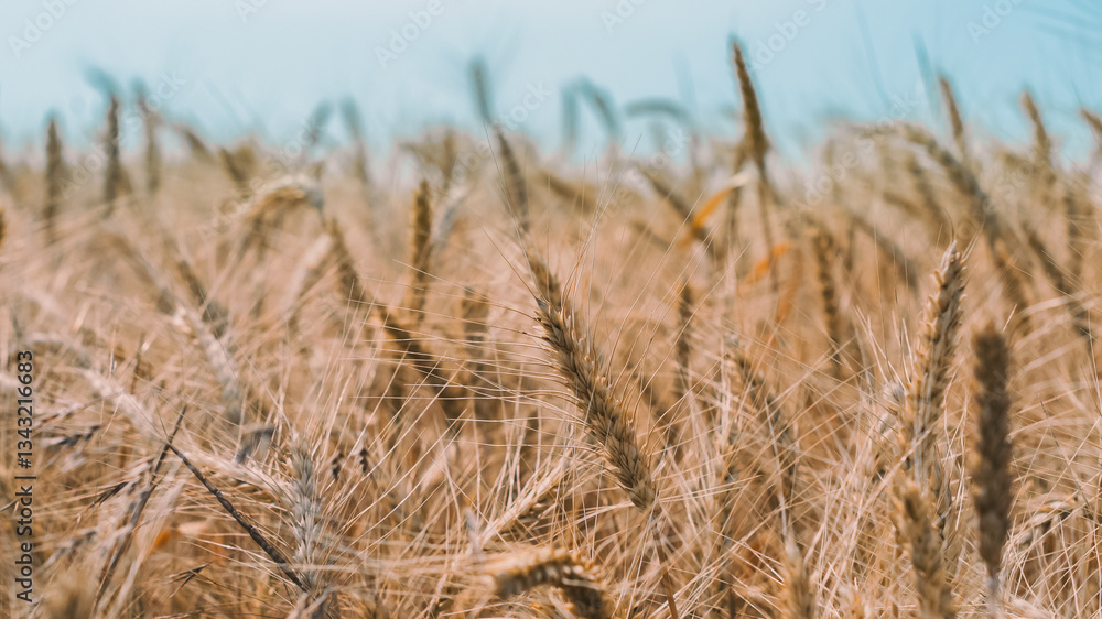 Fototapeta premium spikelets of wheat on a field on a farm against the backdrop of a clear blue sky