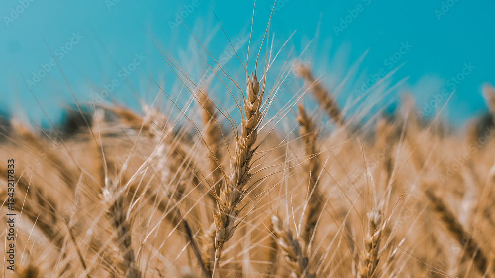 Fototapeta premium spikelets of wheat on a field on a farm against the backdrop of a clear blue sky