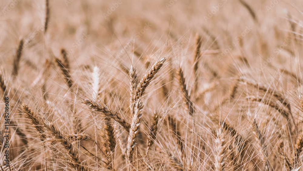 Fototapeta premium spikelets of wheat on a farm field close up